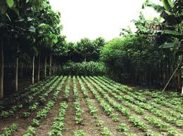 agroforest1